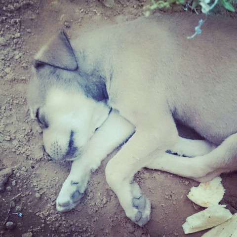 cute dog