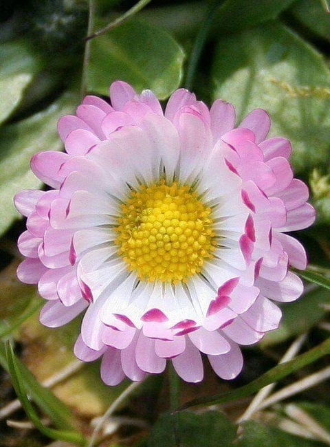 daisy, petal achtergronden