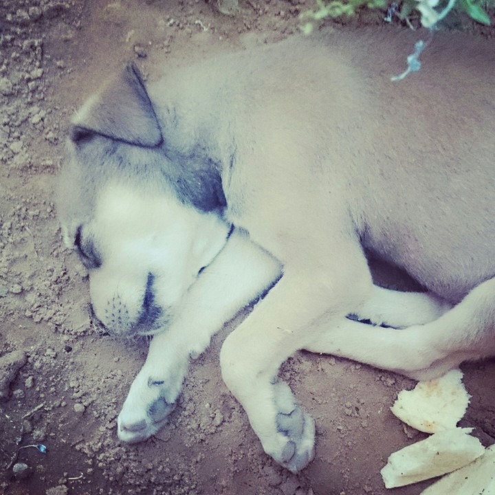 cute dog