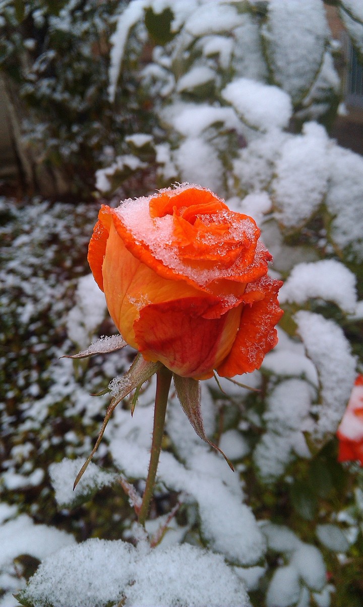 Snow rose