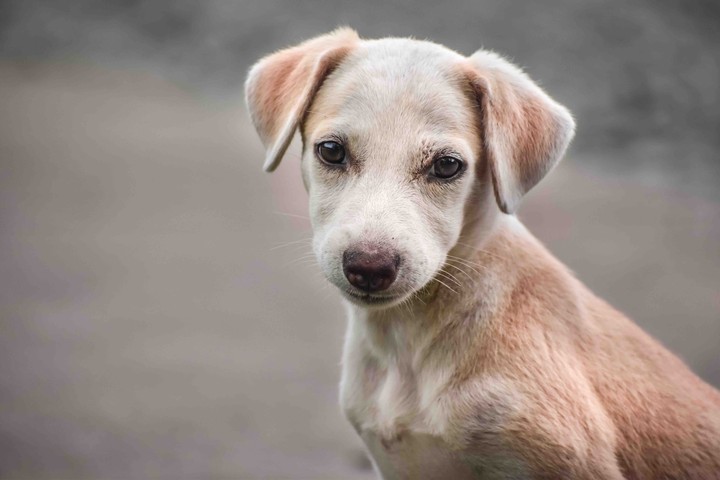 pet