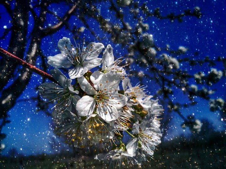 flower