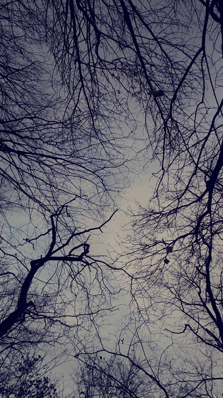 winter forest