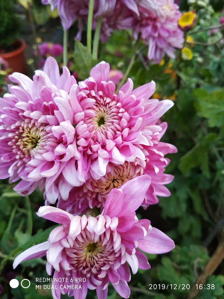 beautiful flowers