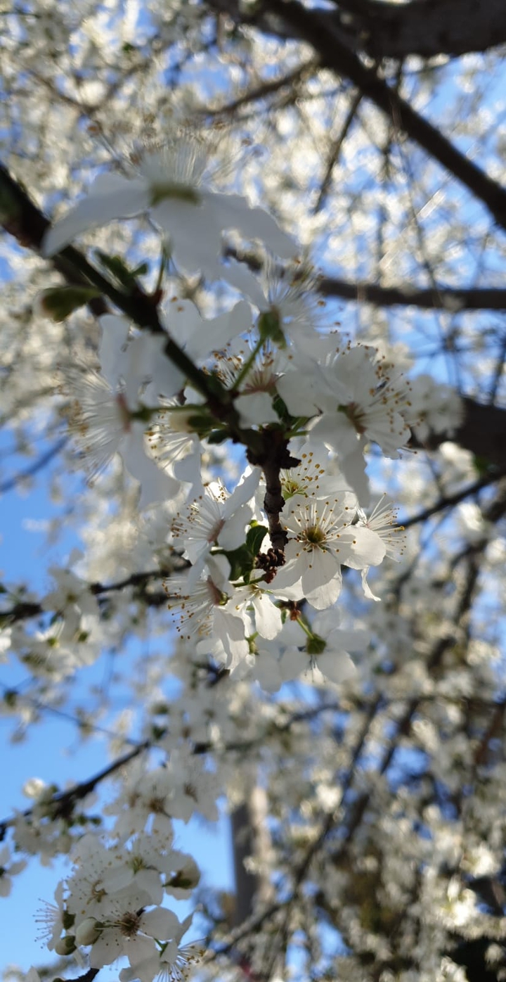 Bloom where you are planted