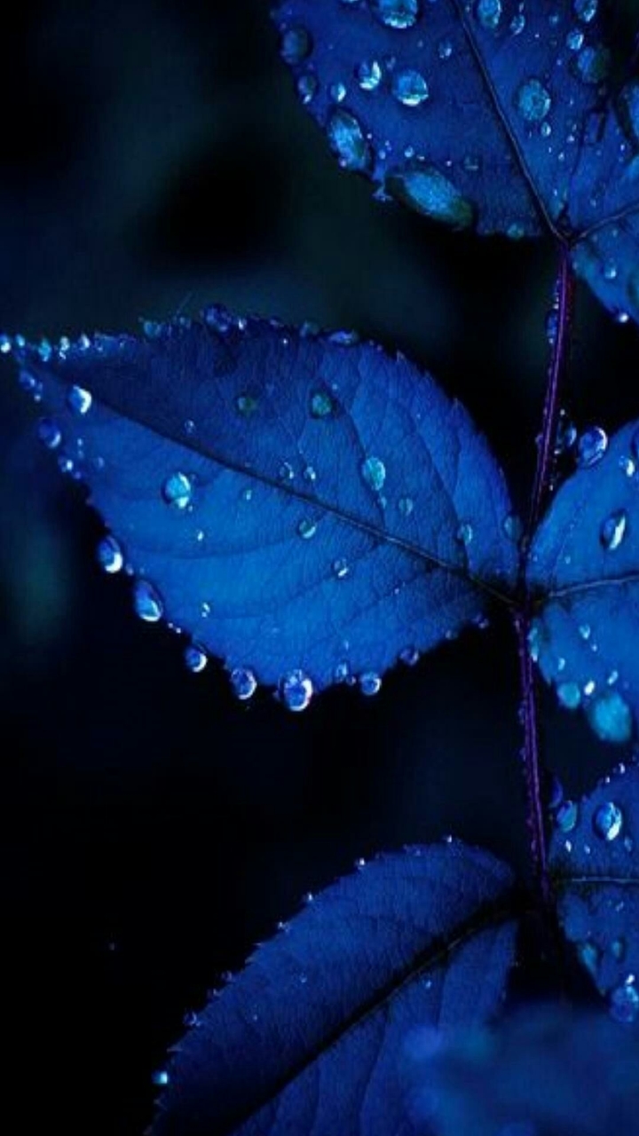blue leave