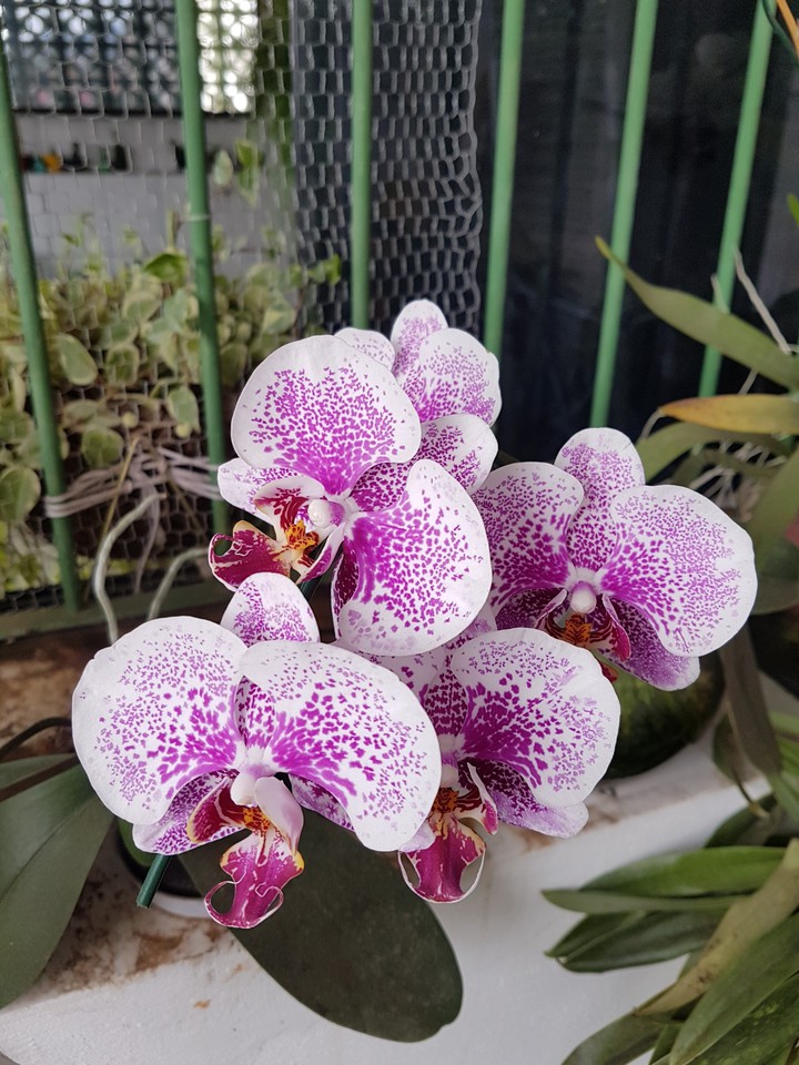 Natureza