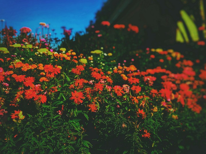 garden
