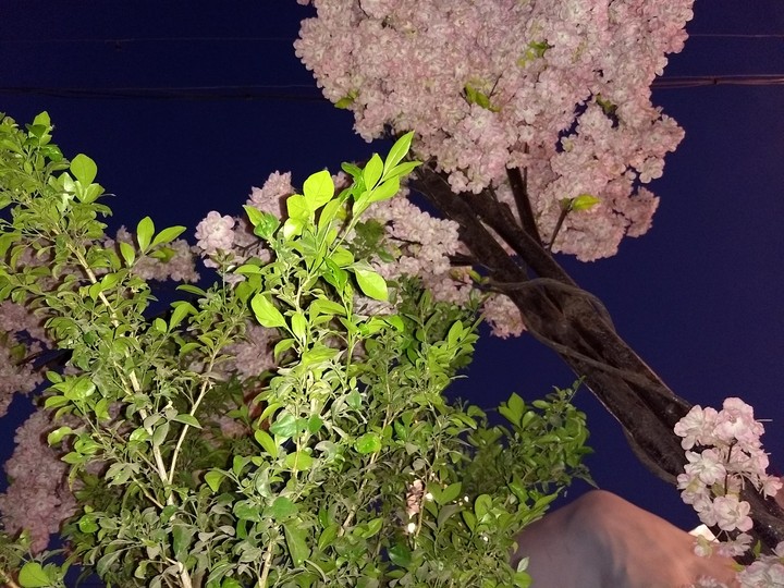 plant