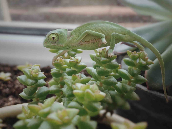 Baby Chamelion