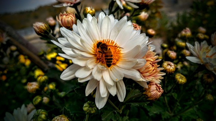 aa