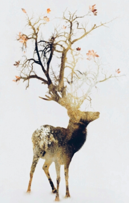 Fantasy