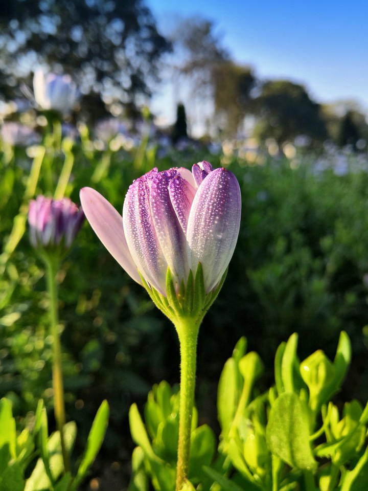 Dew in spring