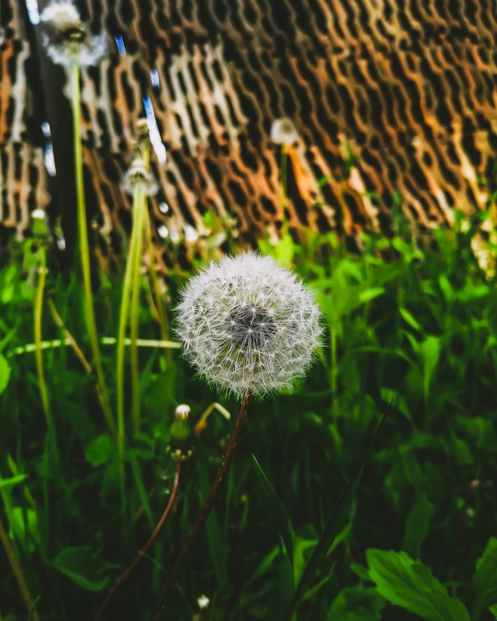 dandelion