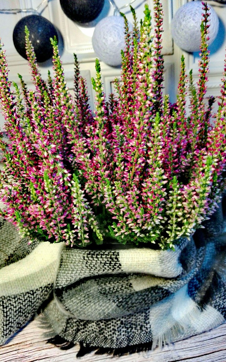 flowers