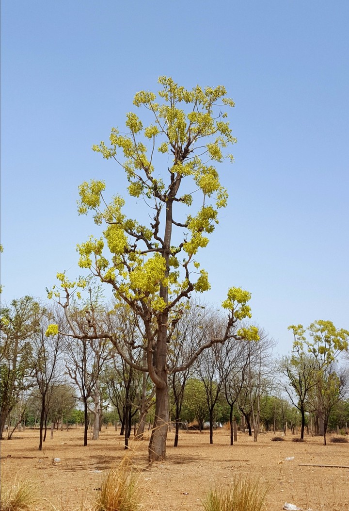 forest tree