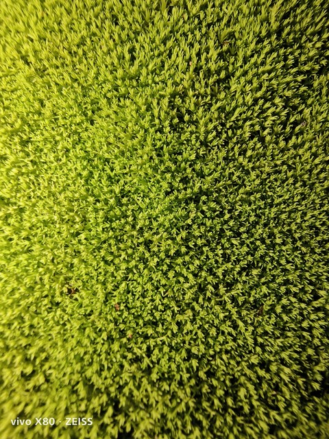 fonds d'écran pattern, fruit