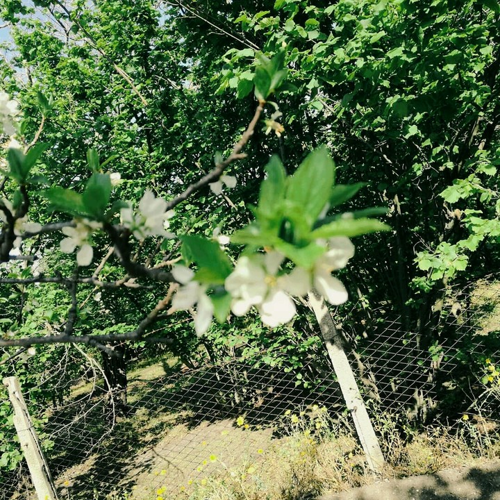 Nature