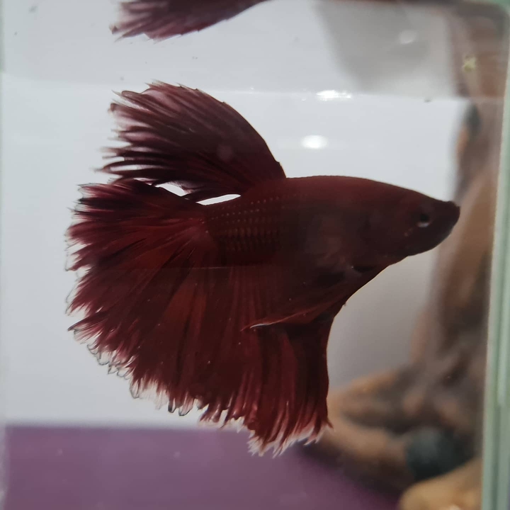 Peixe Betta