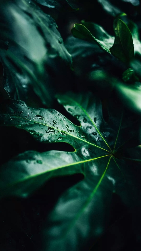 Raindrops