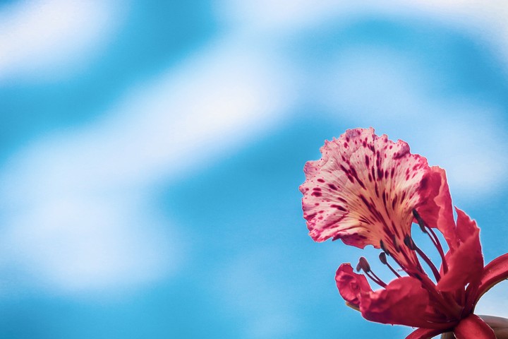 flower and sky