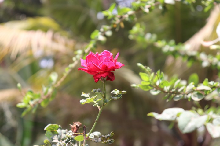 Red Rose