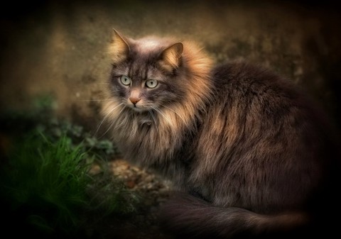 тапети cat, snout