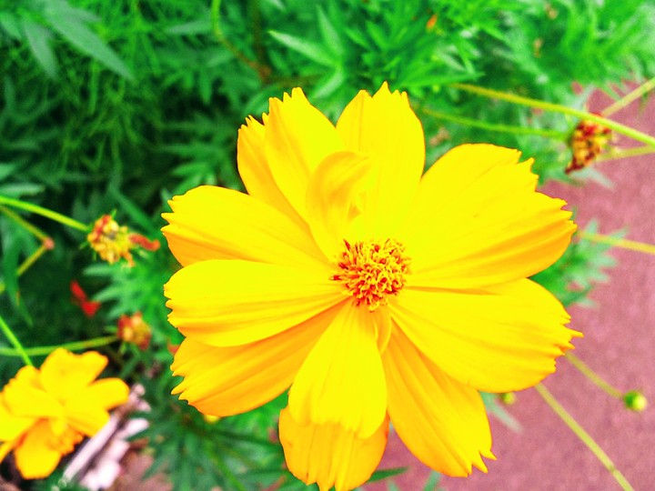 flower