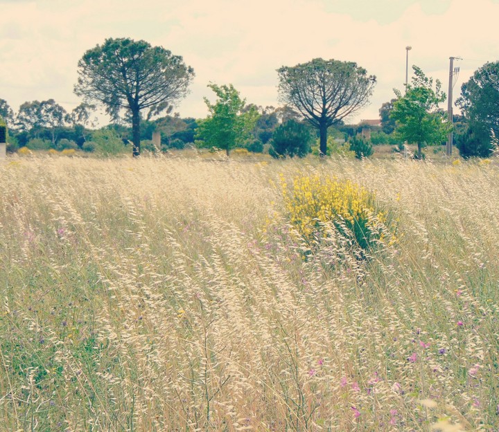 The Wind Effect