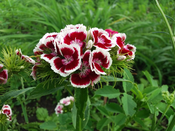 flowers