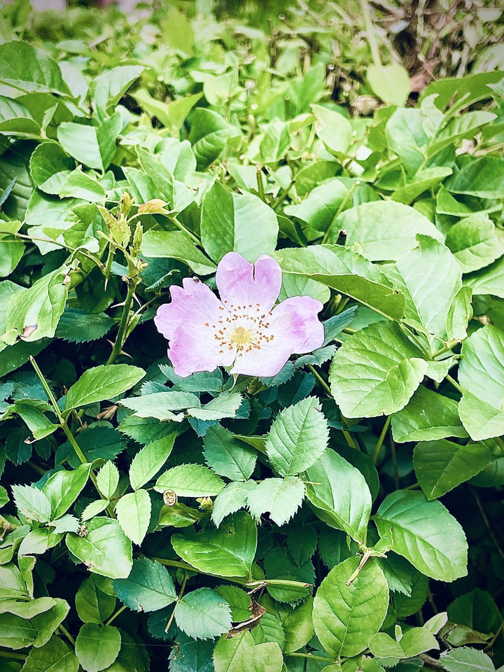 Wild rose