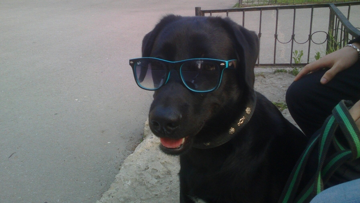 мой пес