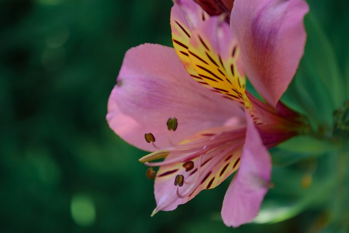 flover