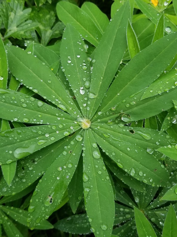rain drops