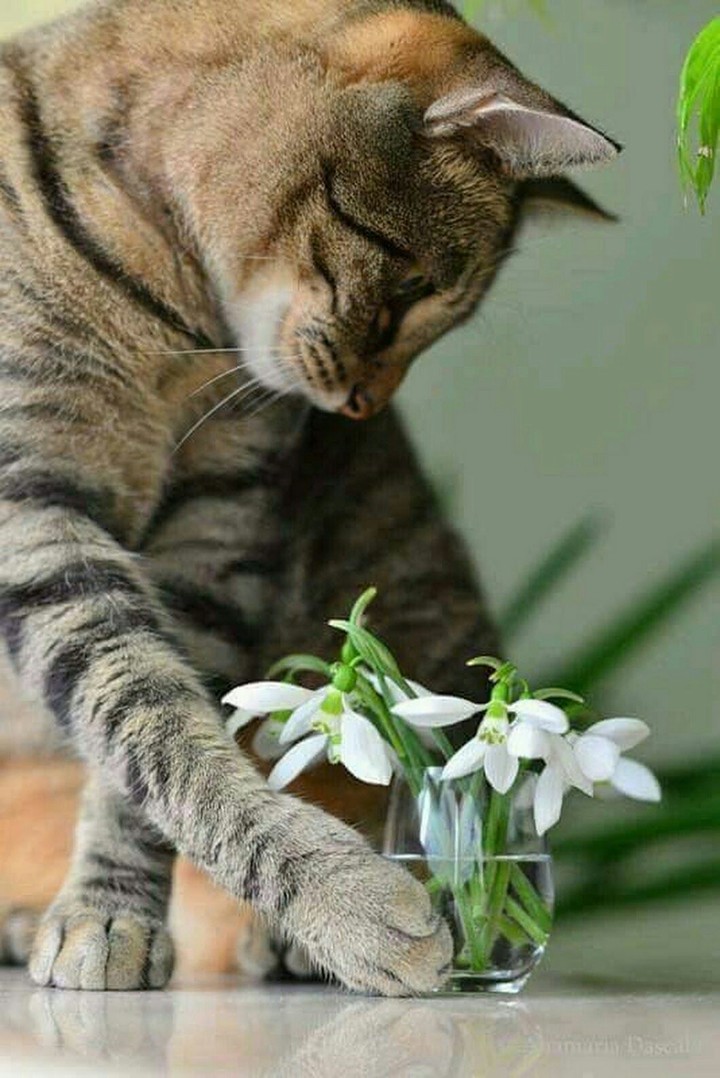 кот с подснежниками