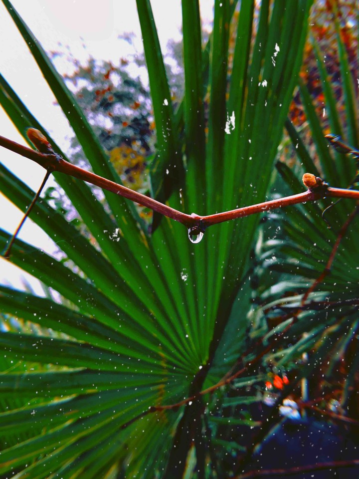 nature