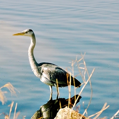 Animali