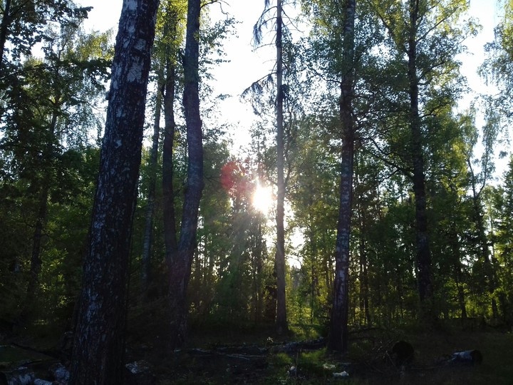 forest.