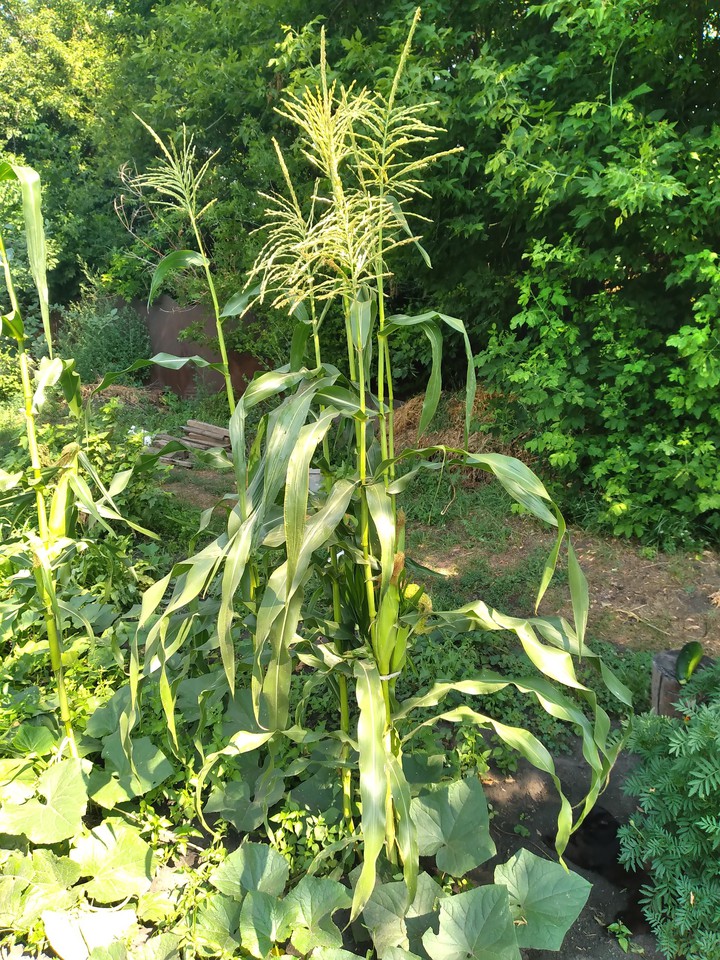 Кукуруза