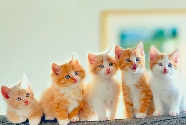 Cute