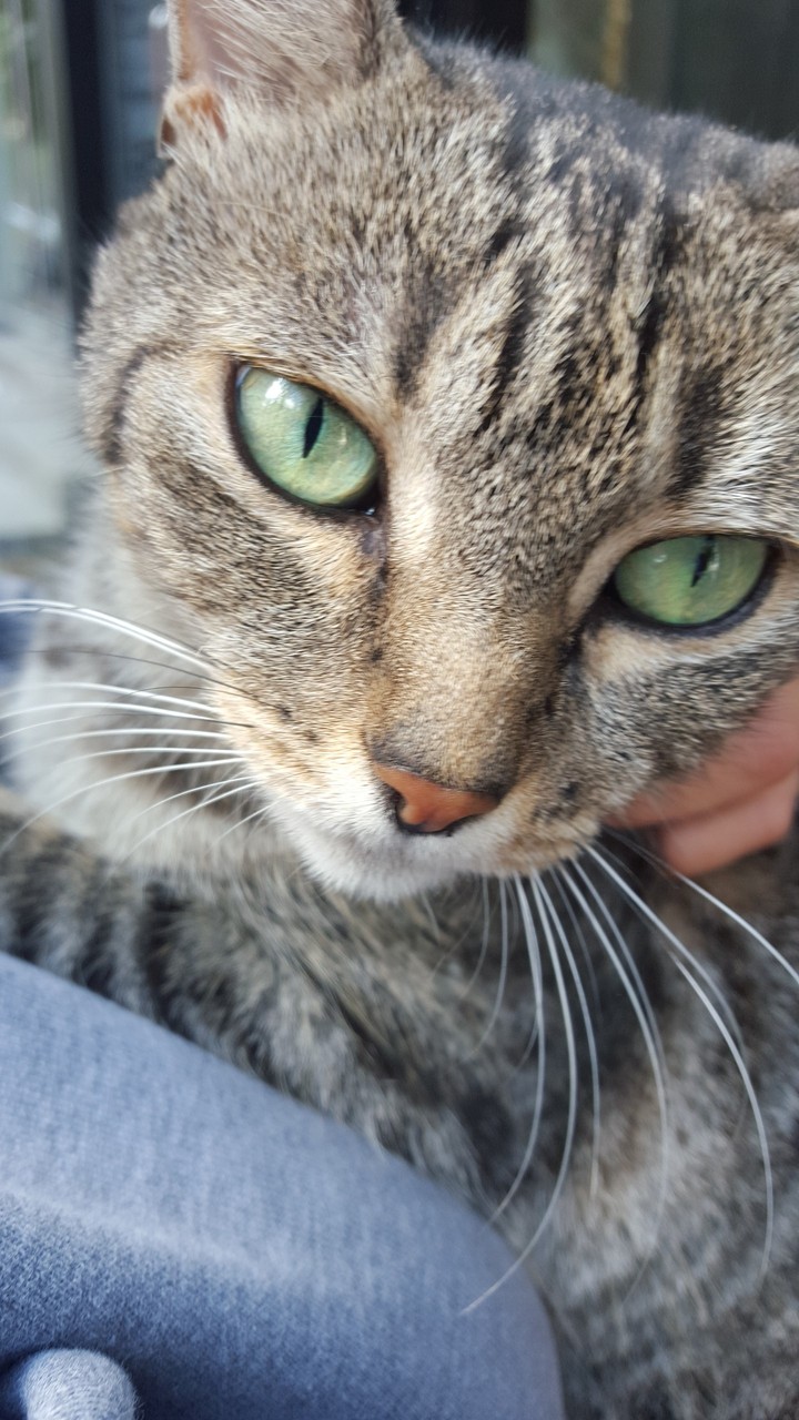 Green eyes