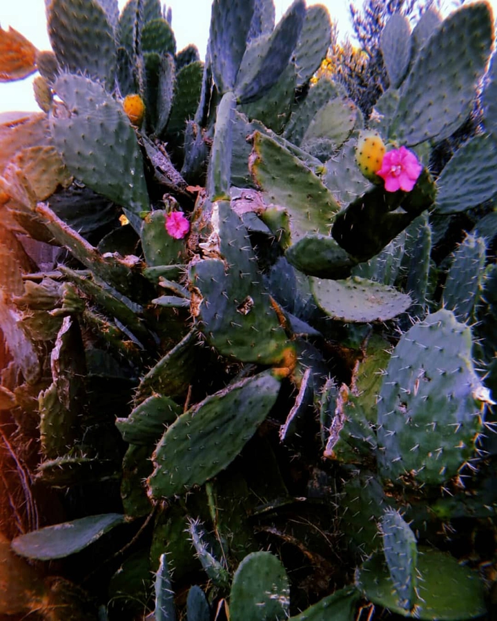 cactus