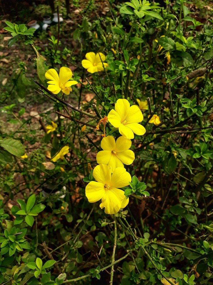 yellow flower