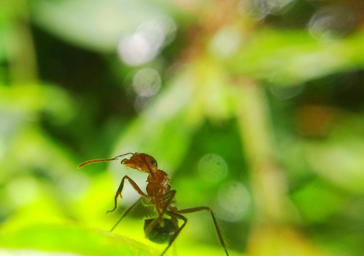 Ant