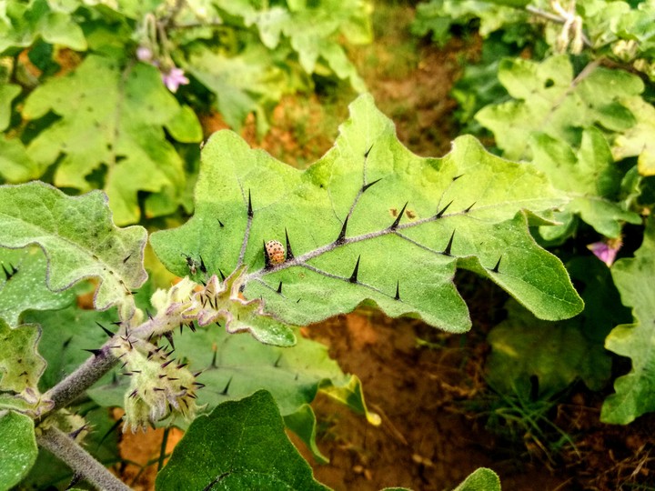 Insect in a leaf