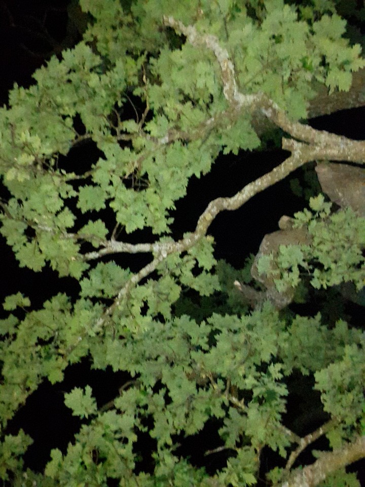 baum