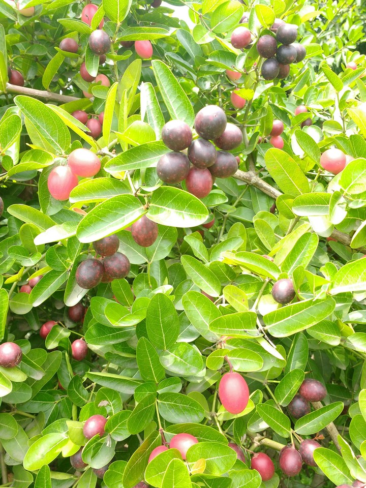 Guess Fruit 