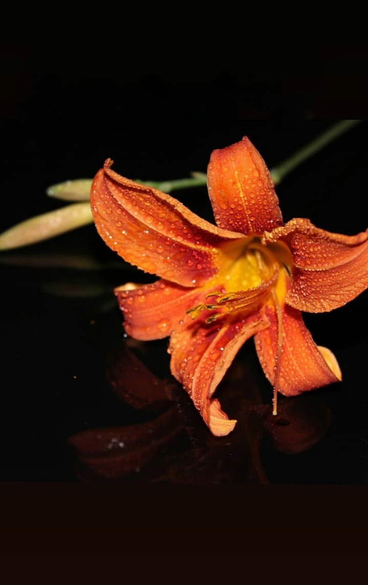 lilium