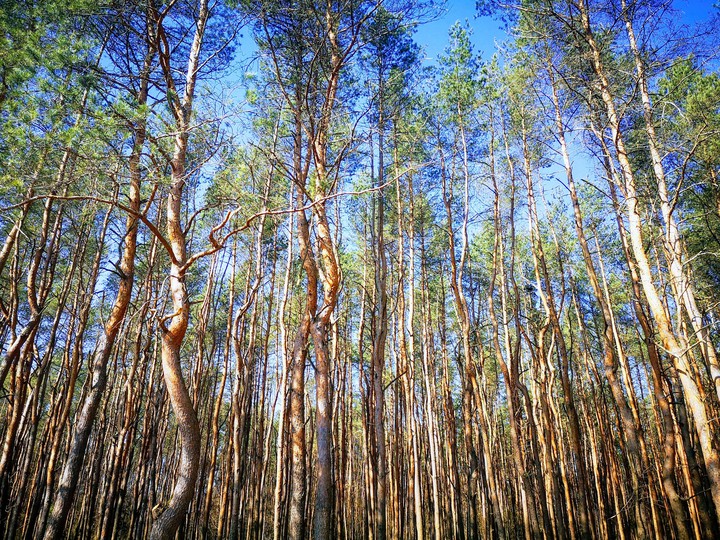 in the pines jungle
