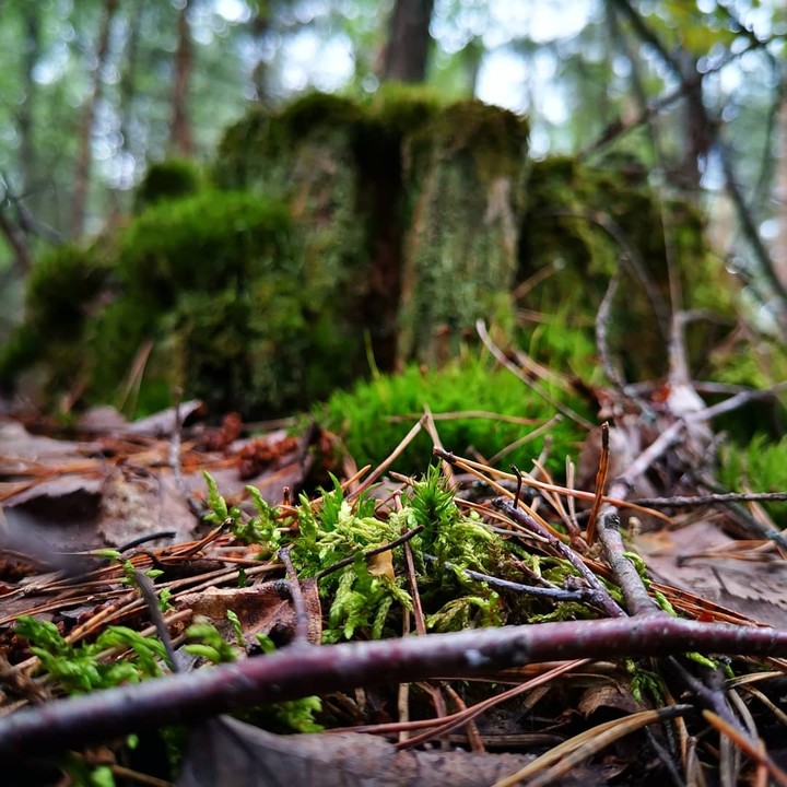 forest